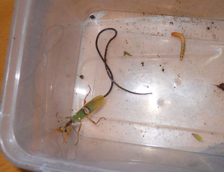 看了一个螳螂视频,好恶心