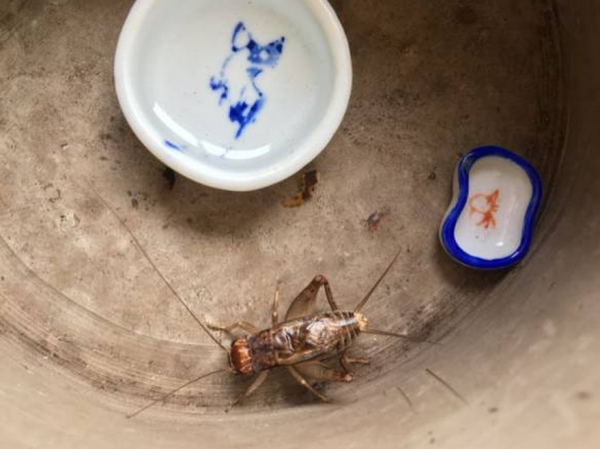 看样子山上喜欢蟋蟀的不少啊,发几张图片