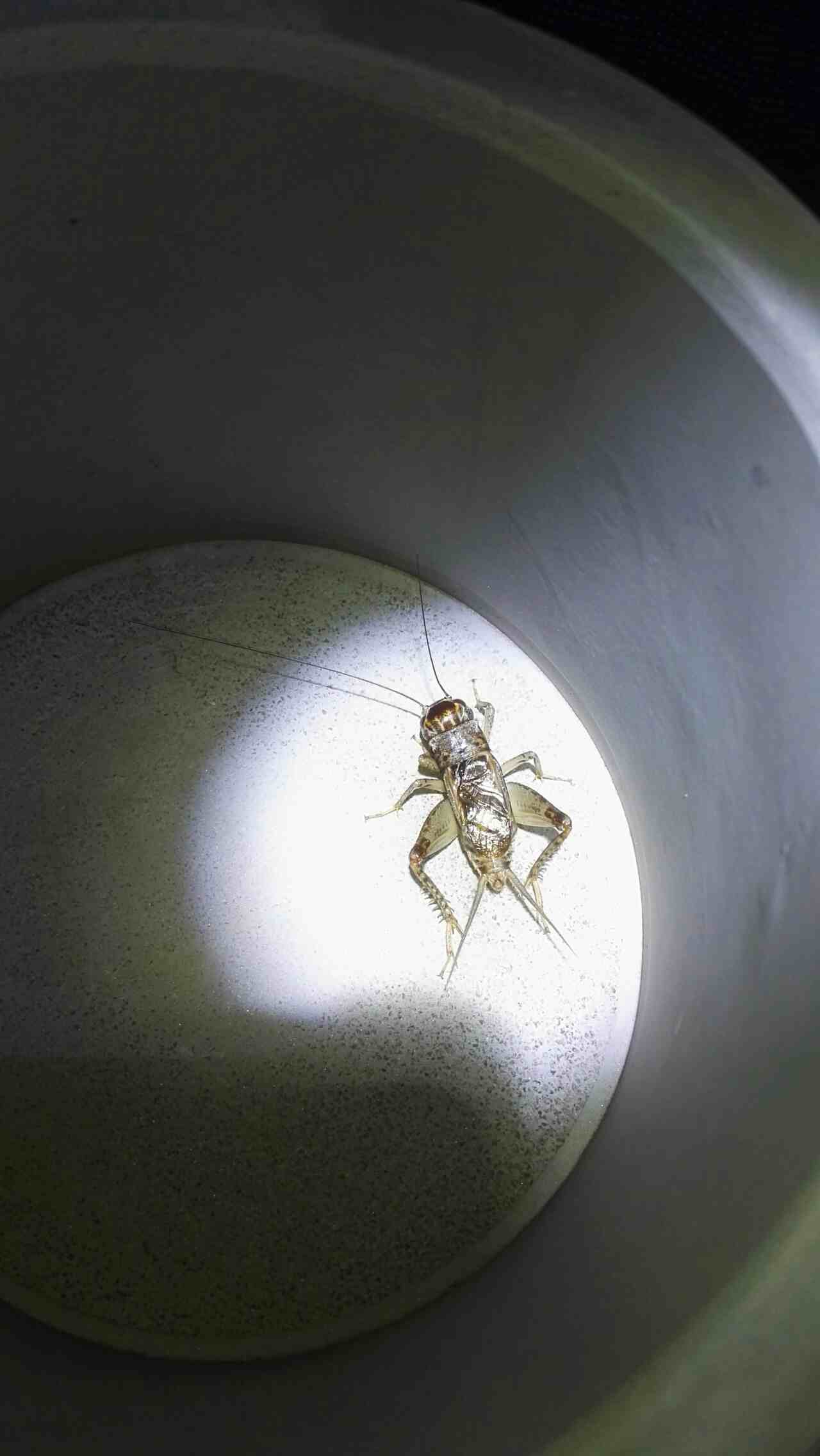 主题:家里蟋蟀全死了!看来便宜没好货!