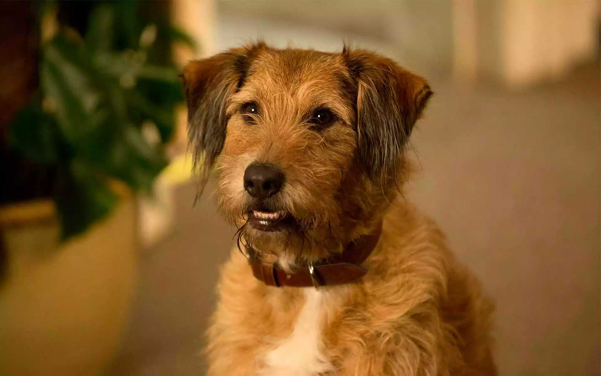 主题:建议每年的5月10日作为领养代替购买的推广日,欢迎投票