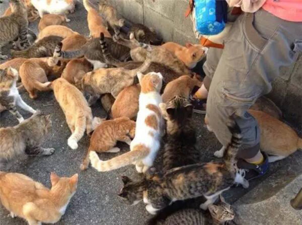 种猫薄荷驱蚊虫,却引来一大波流浪猫