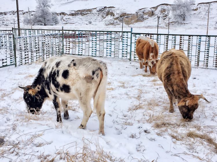 主题:[iphone]牛马成群