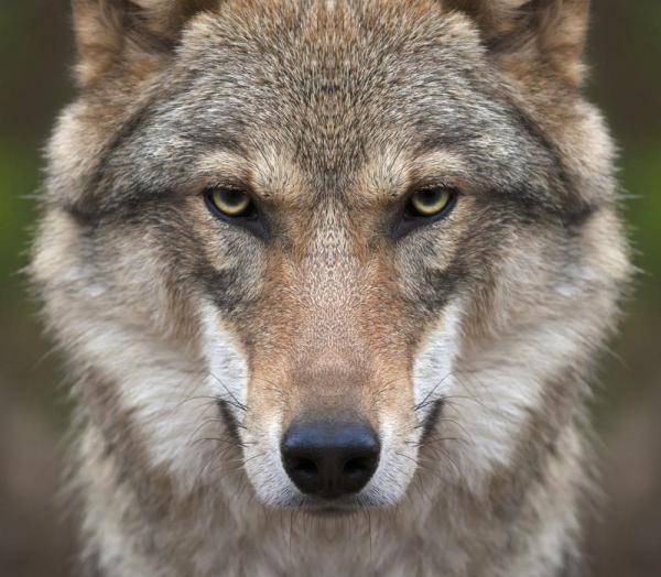 网友误把狼当哈士奇收养