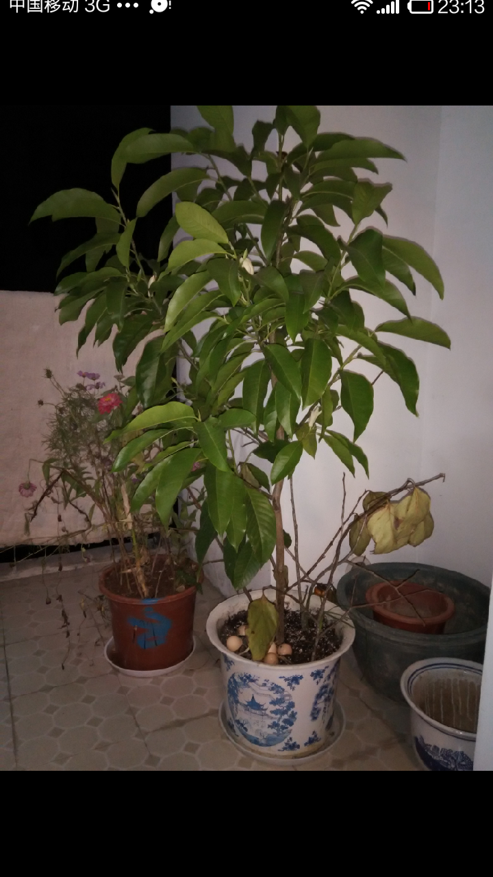 每次看到卖白兰花的阿婆总会买几朵