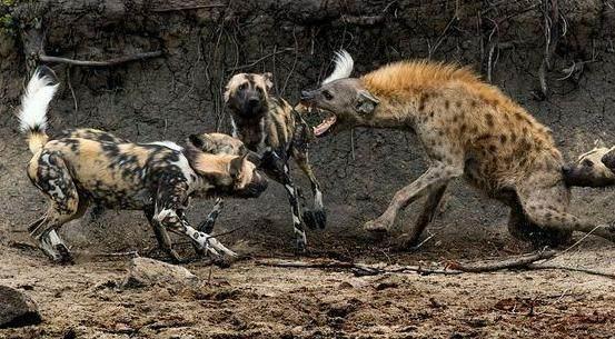 鬣狗的祖先图片
