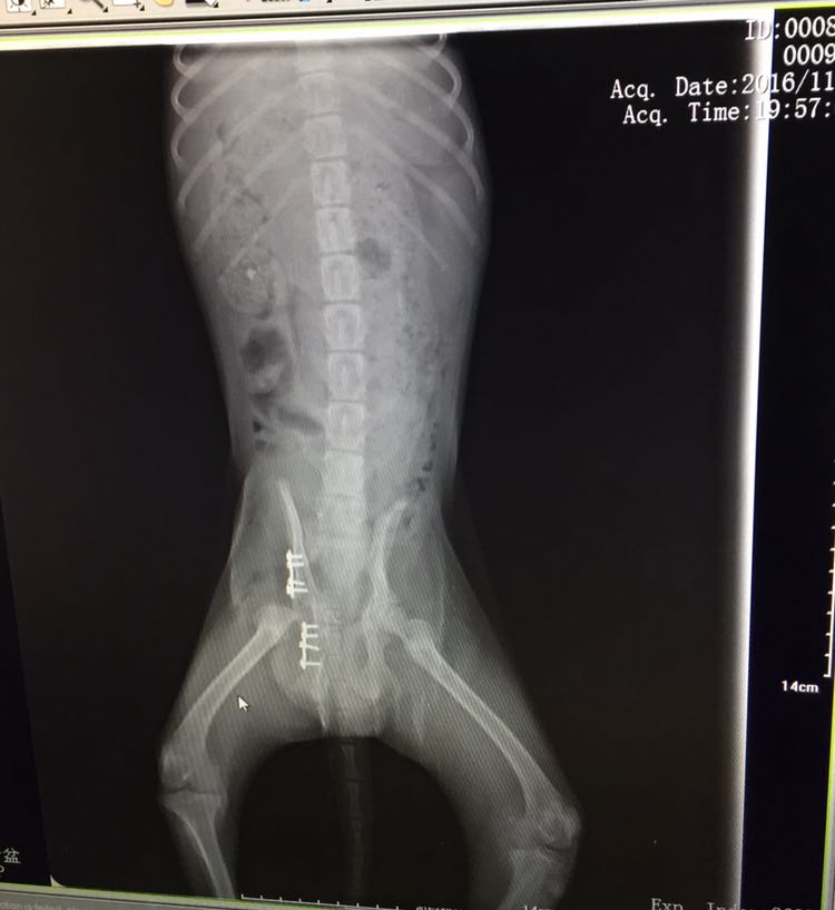 半夜路见被车撞得骨盆粉碎骨折的流浪狗