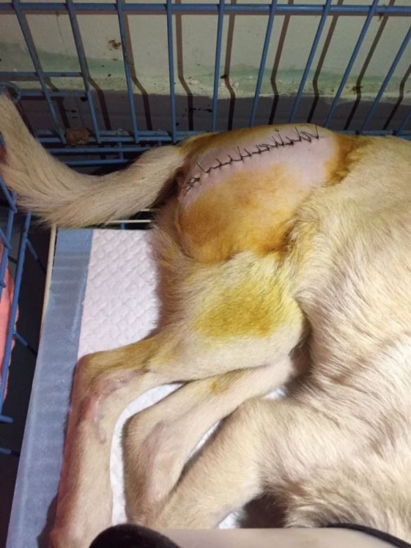 半夜路见被车撞得骨盆粉碎骨折的流浪狗