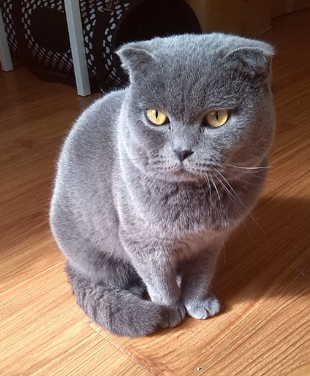 英短(独眼龙)求****