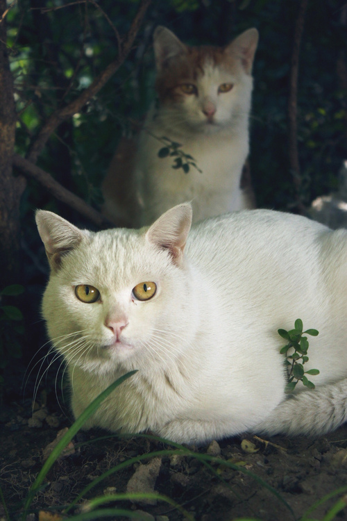 对射-宽带山kds-宽带山社区-城市消费门户