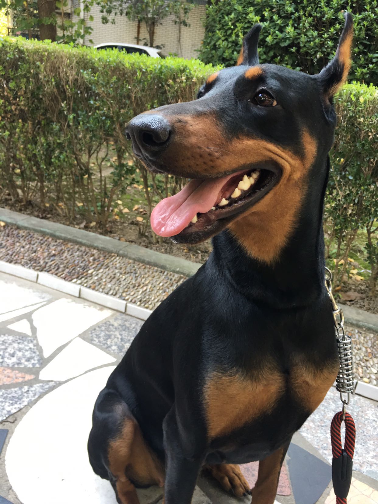 萌萌的杜宾小宝宝