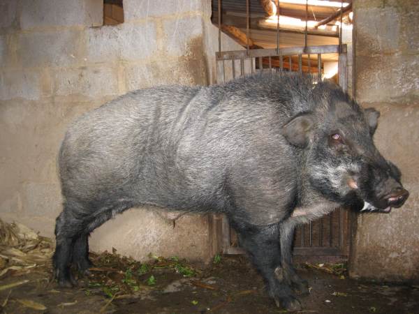 西伯利亚野猪(东北野猪)=1.