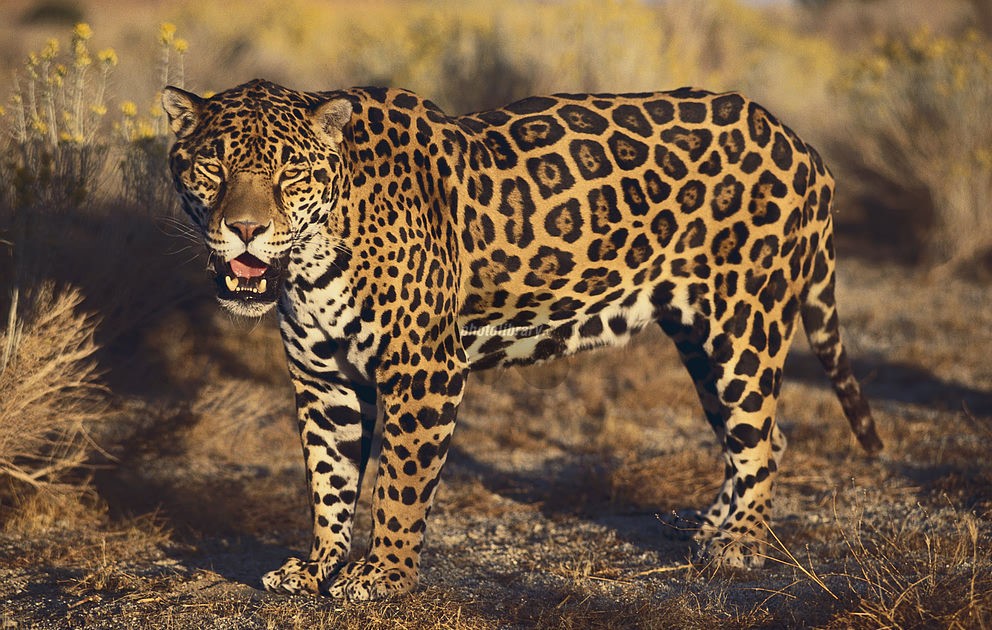 【kds斗兽场】那些可以杀死泰森的猛兽