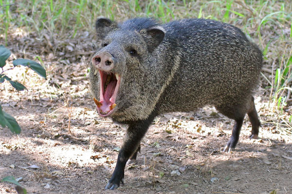 美洲西猯=1.4个泰森.攻击力低于西伯利亚野猪,苦战而击杀泰森.