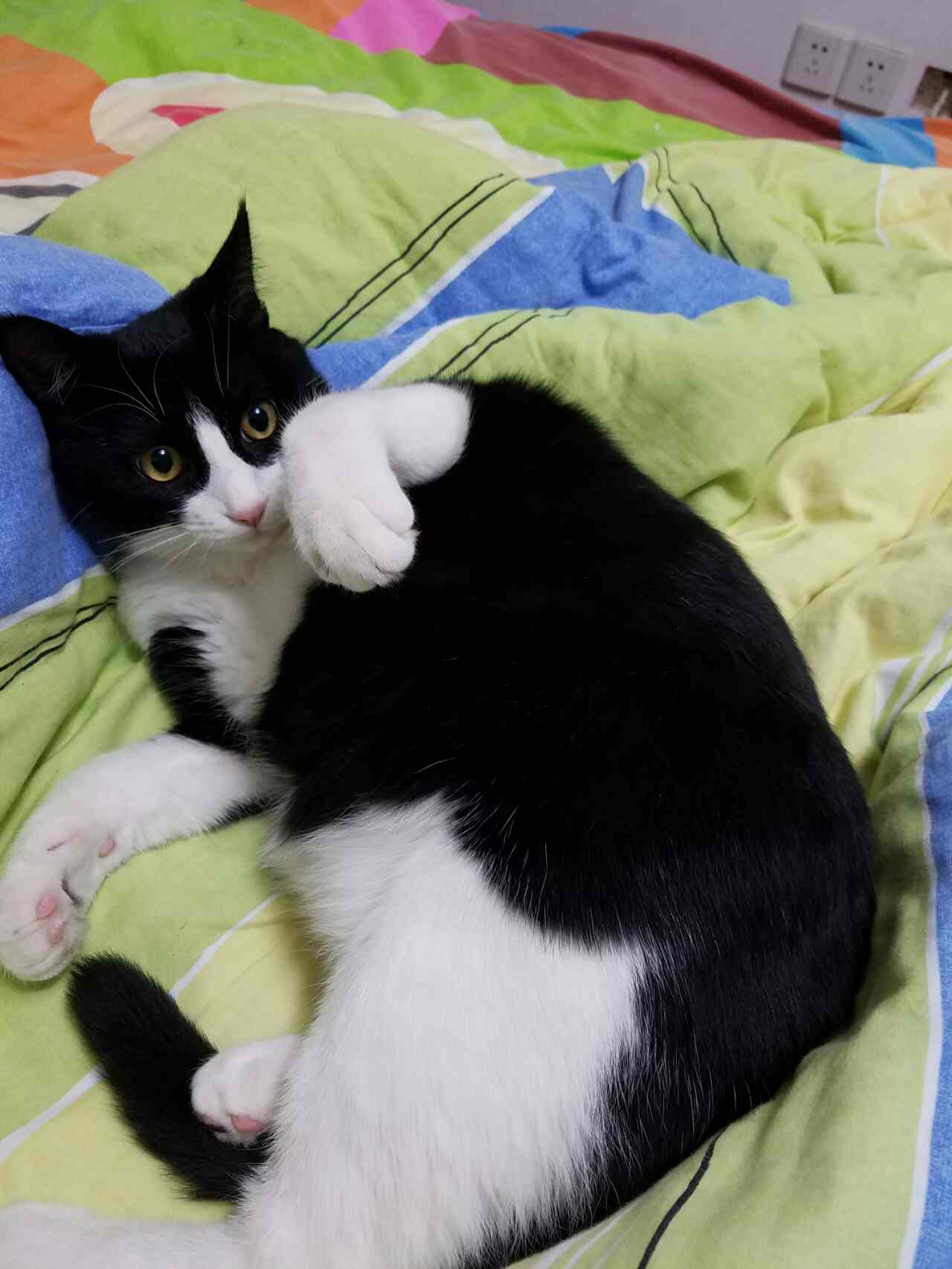 其实土猫土狗蛮不错的