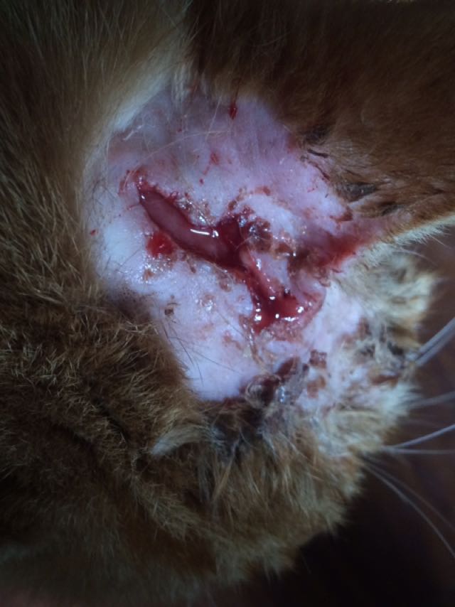 猫咪受伤,估计打架打的,有懂怎么弄的吗?