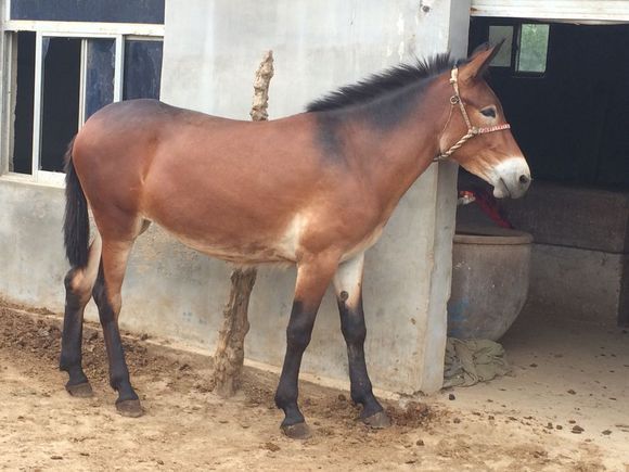 国产汽车品牌就是垃圾,怒踹国产,一年提俩宝马