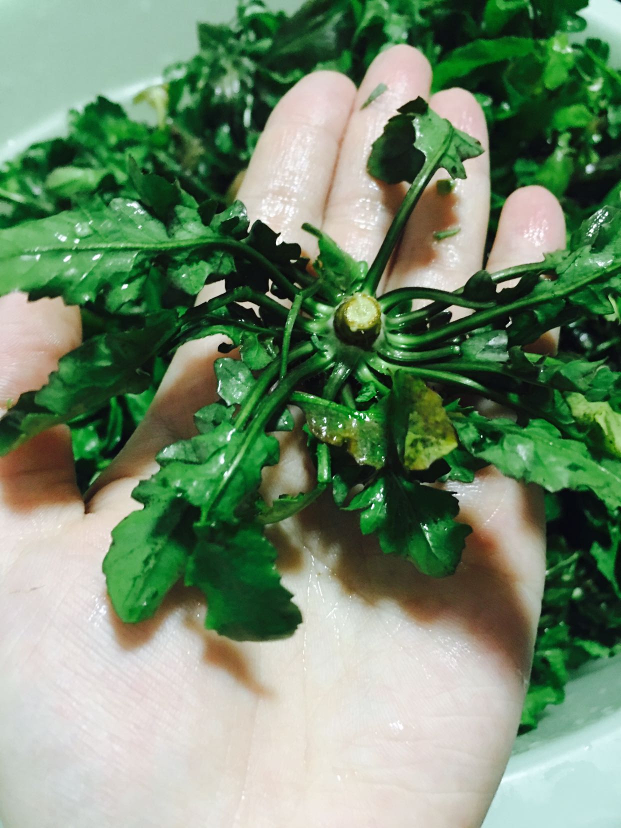 超正宗野荠菜鲜肉大馄饨