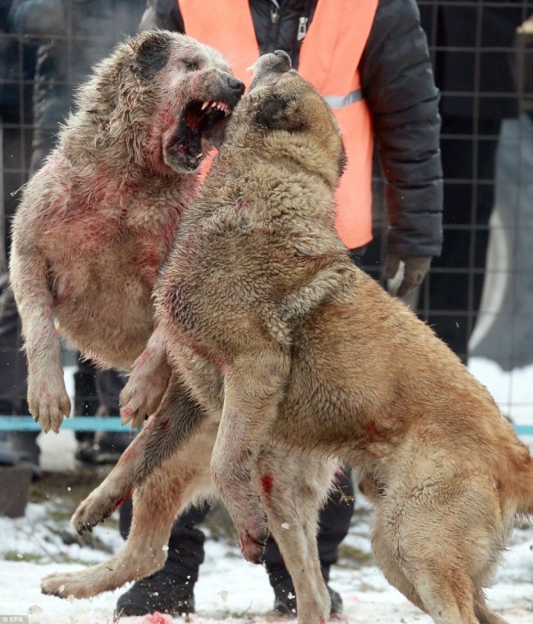 斗狗比赛很残酷