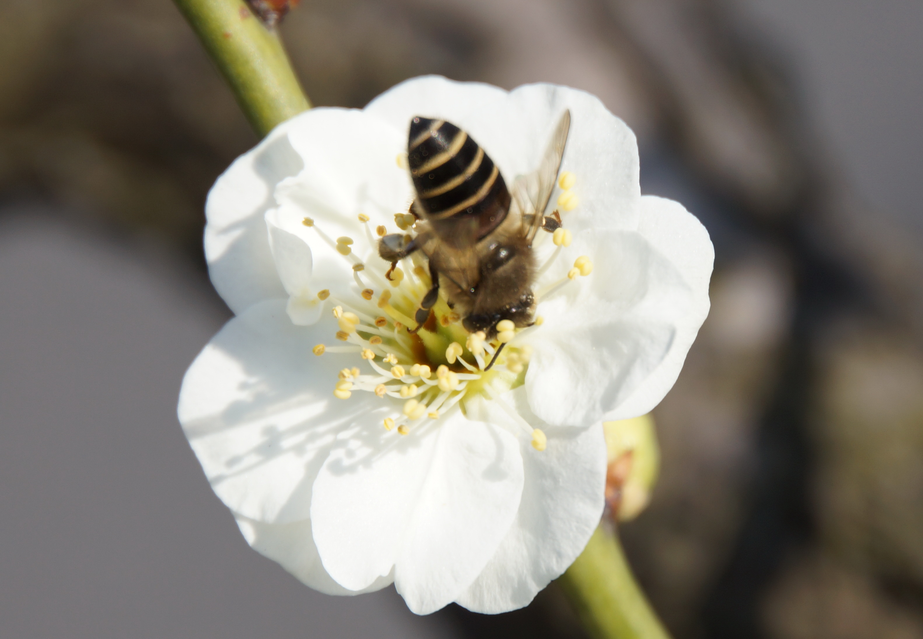 梅花与蜜蜂_kds宽带山