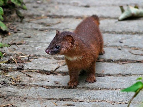 上海市区黄鼠狼好像没有灭绝