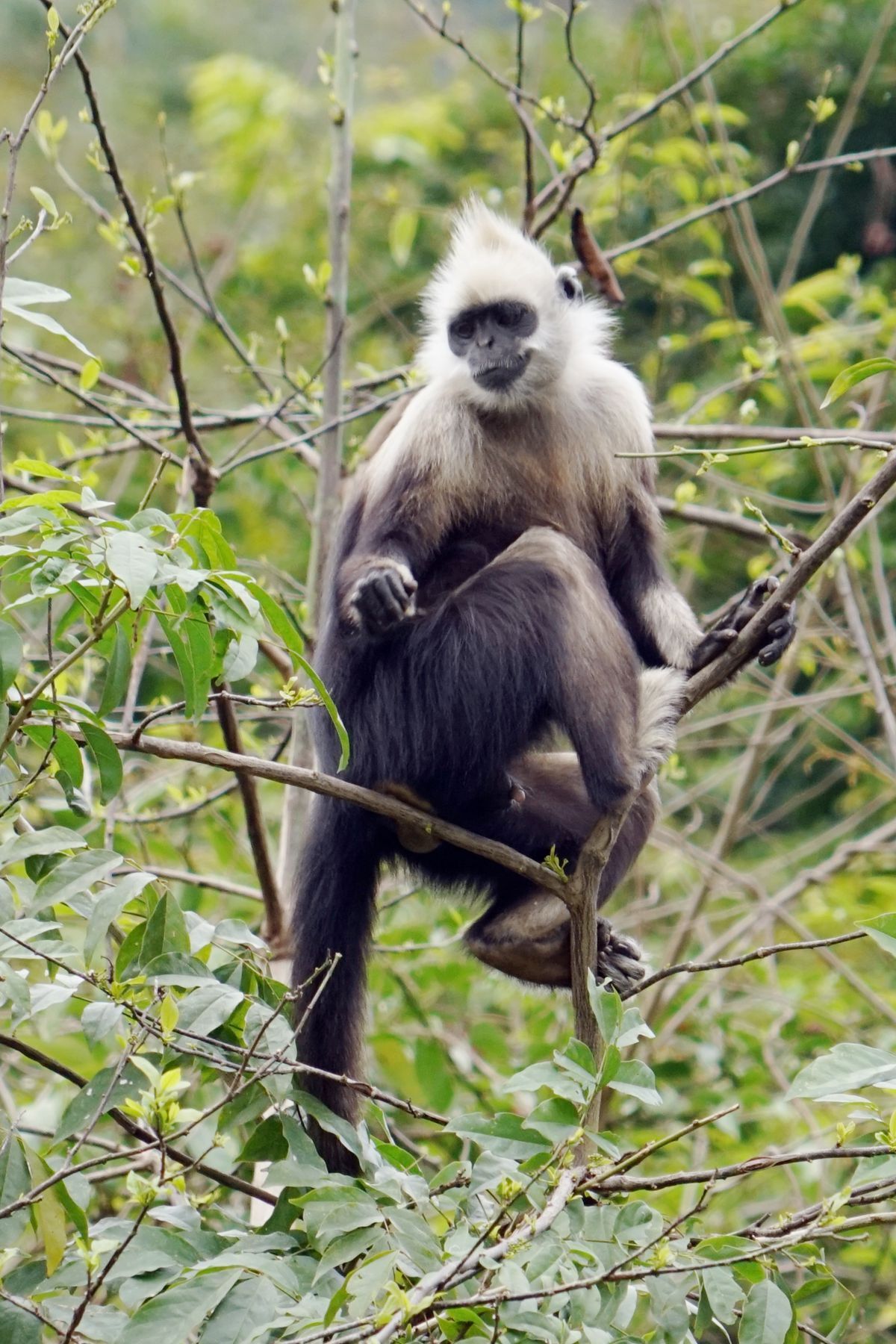 白头长尾叶猴