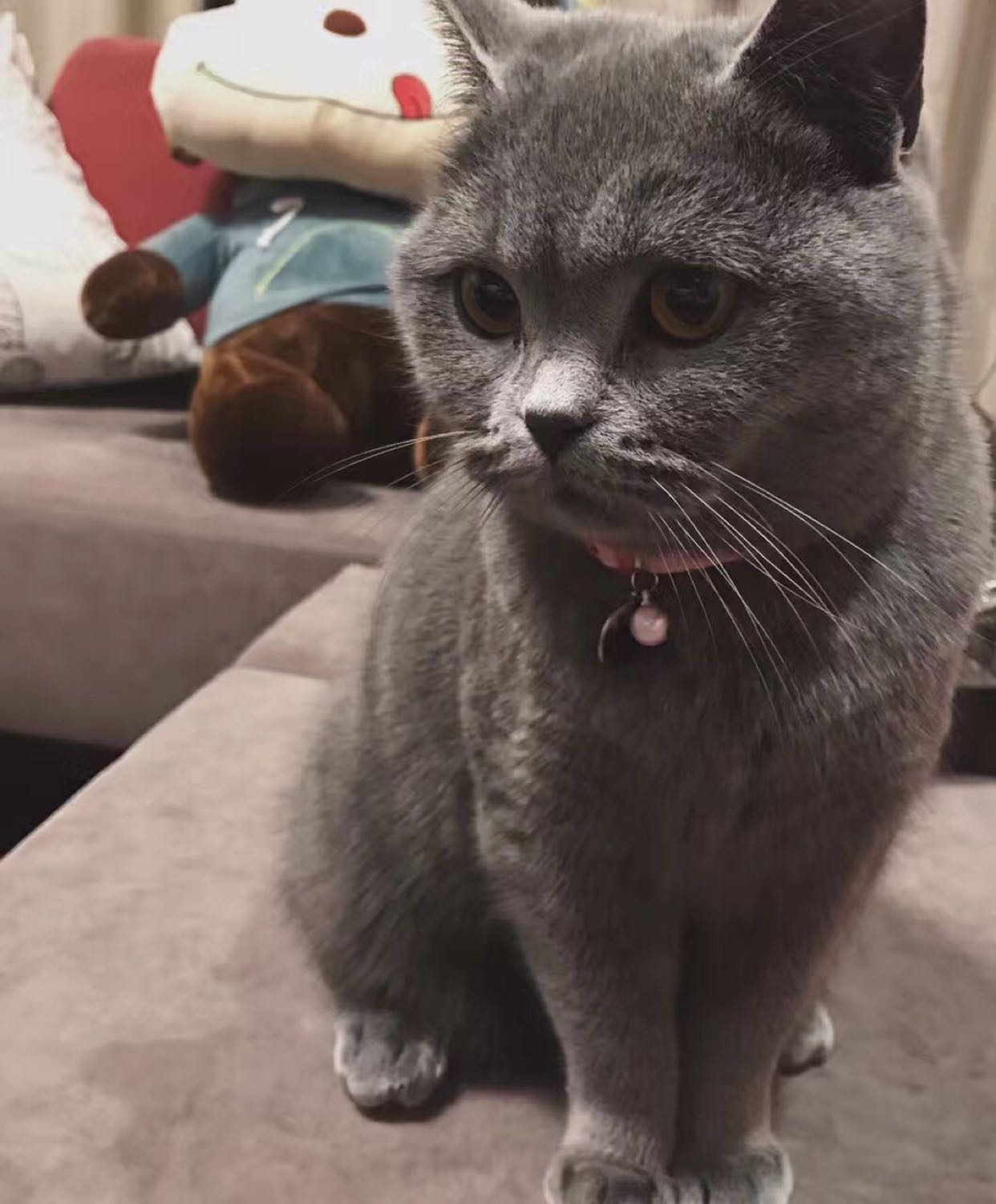 大家把自己家里的阿咪发出来斗斗吧.