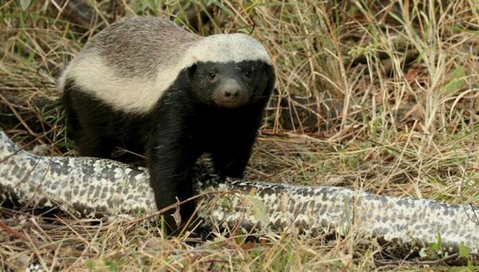 猎杀4米长的岩蟒