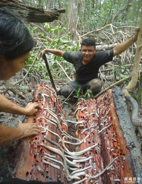 从菲律宾挖出巨型黑船蛆说起