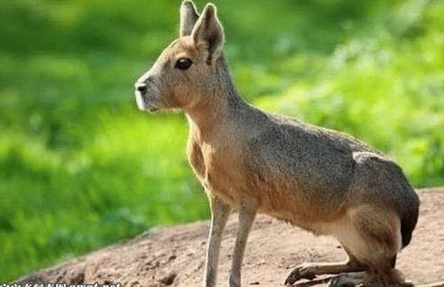 动物世界:盘点自然界中30大奇珍异兽-你绝对都没见过!