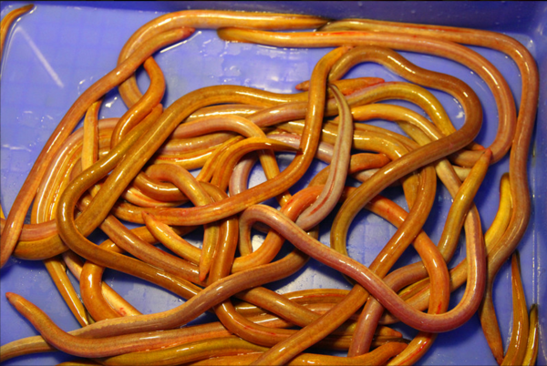 广东特色美食介绍:血鳝