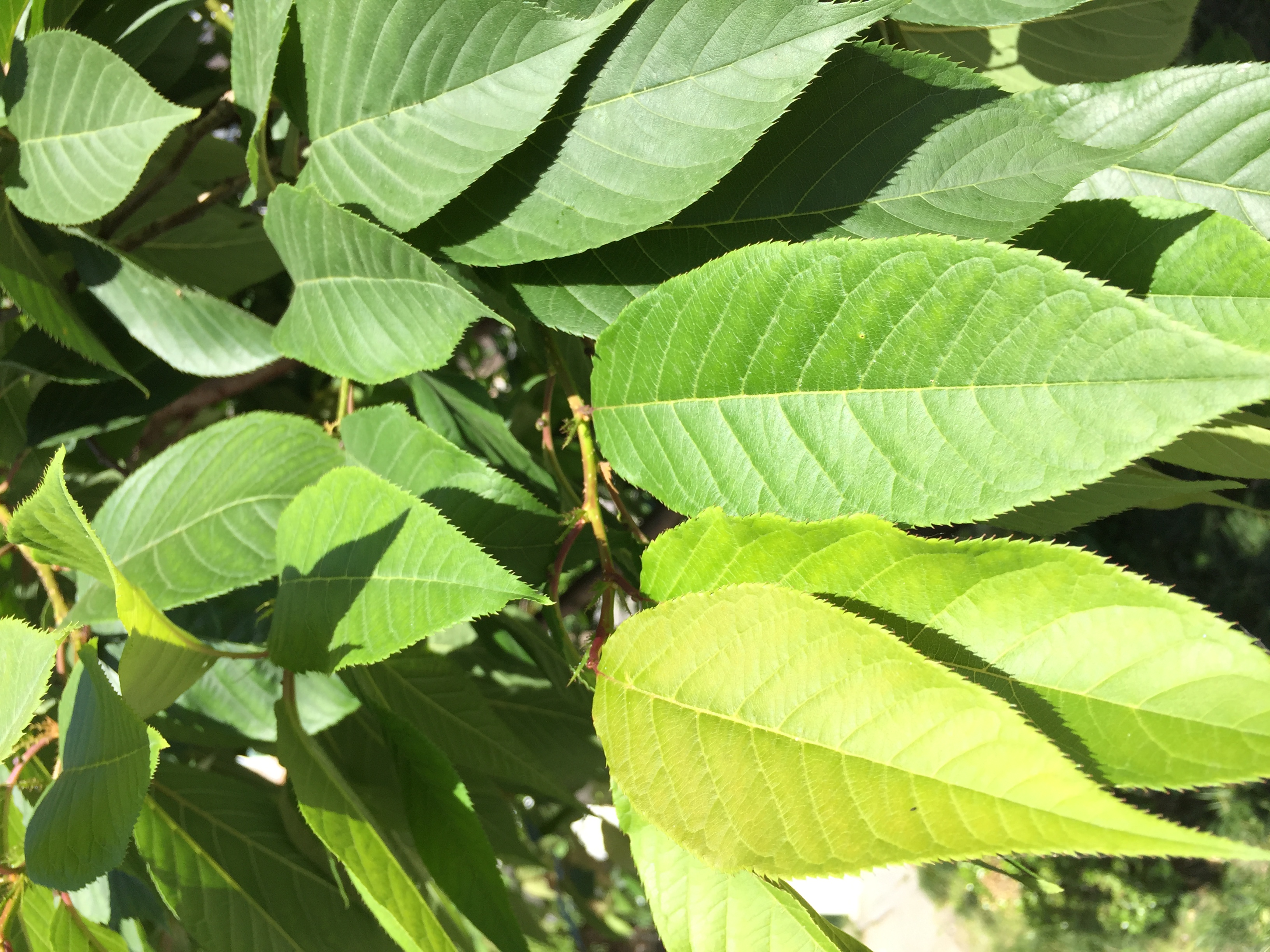 这个是野桑叶挖