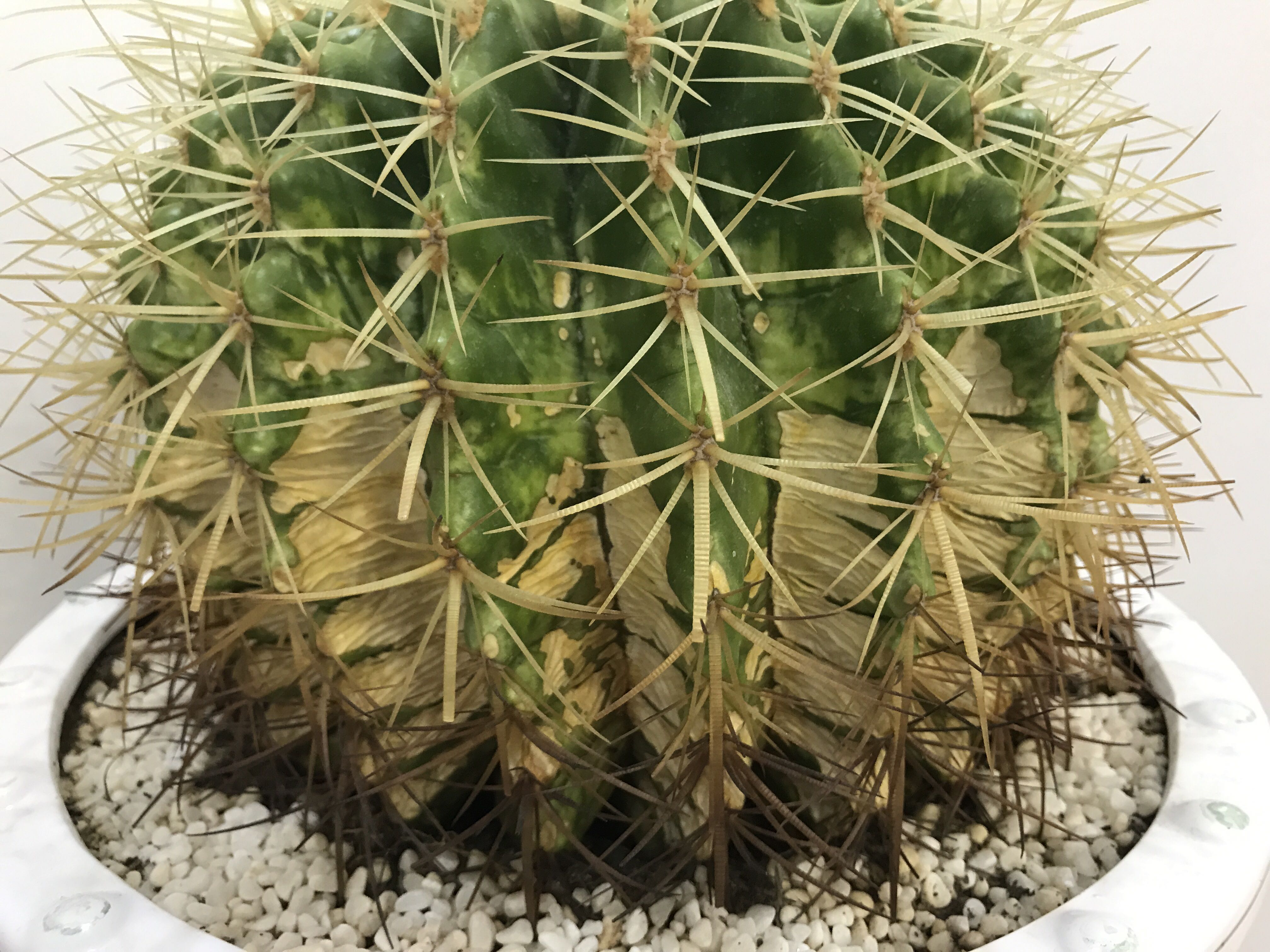 有懂养仙人球的朋友吗