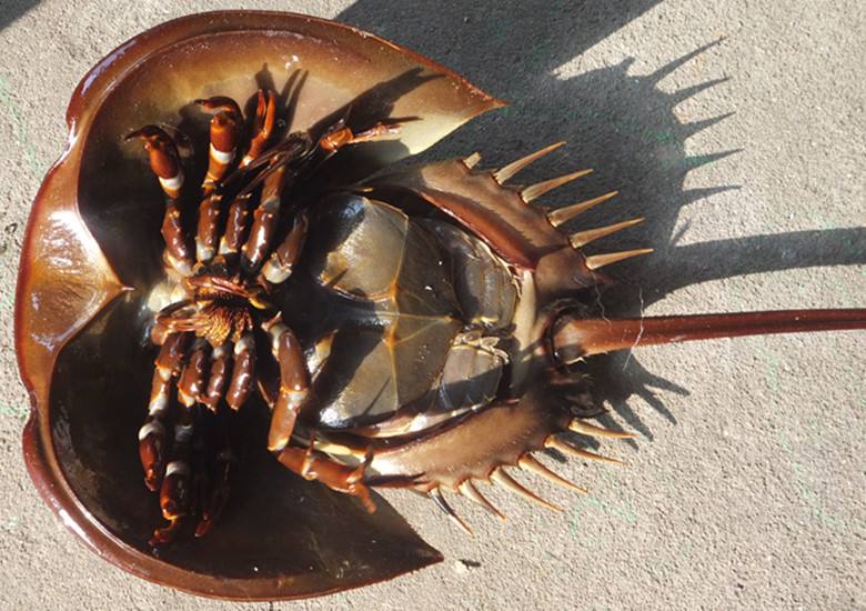 记得有个说法:不能吃基因过于古老的动物?