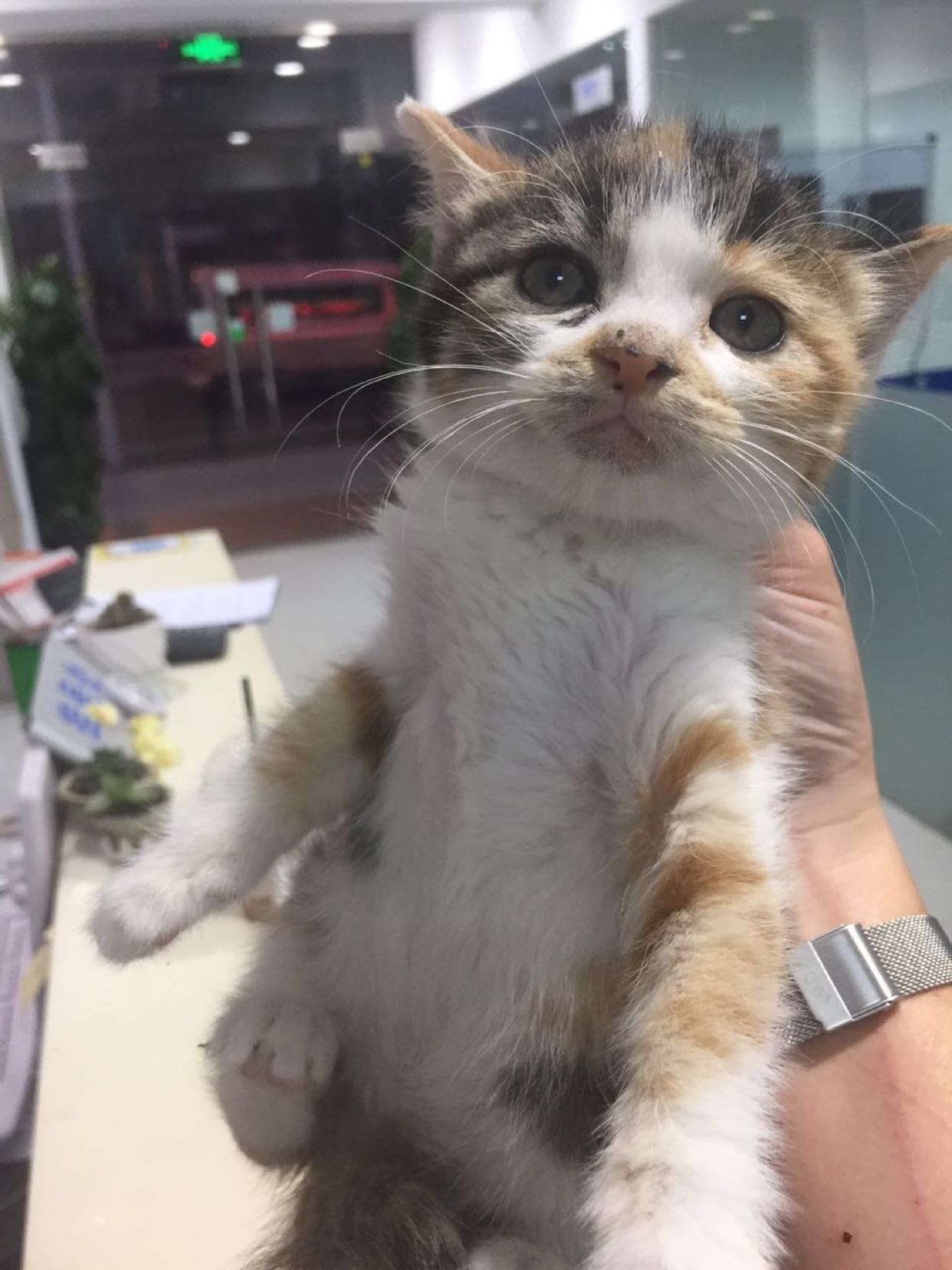 三花小奶猫求收养