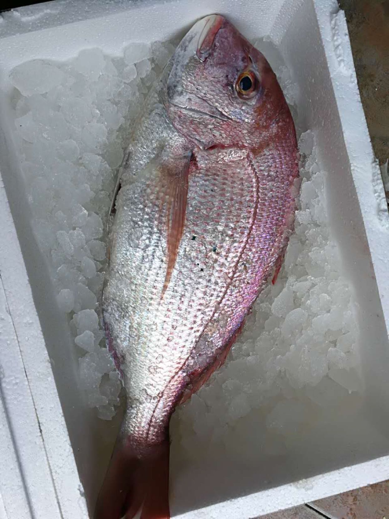 枸杞搞来的钓口真鲷,海滩全景看看,色色一一