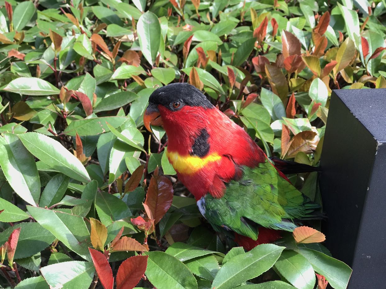 又发现一只大绿鸟,这是什么鸟呀?