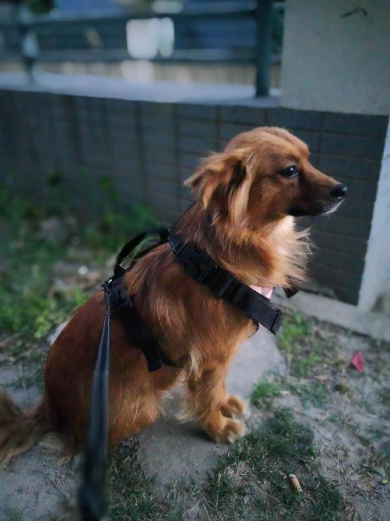 免费领养中型成年土狗田园犬暖暖的大黄