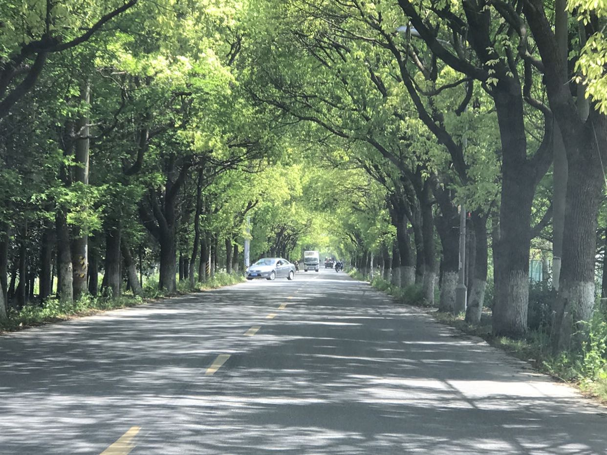 林蔭大道,現在上海這種路真心不多了-寬帶山kds-寬帶山社區-城市消費