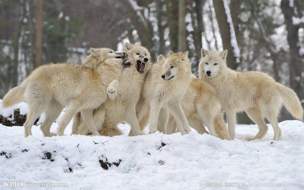 如果tf被群狼包围有可能突围嘛.