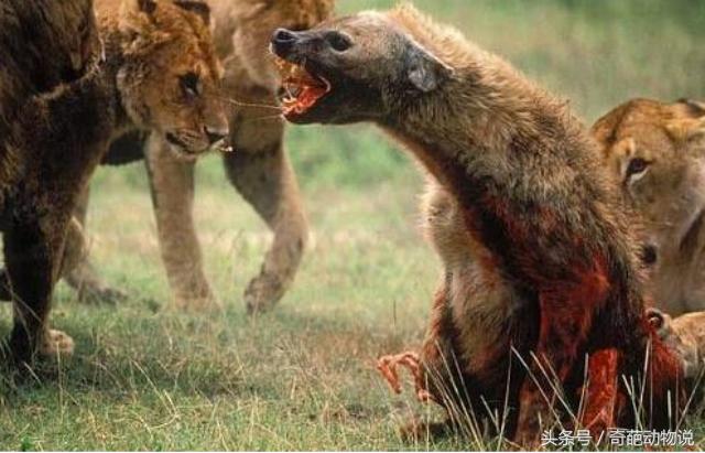 非洲白完真心化得出:被狮子包围自己掏肠吃掉 !