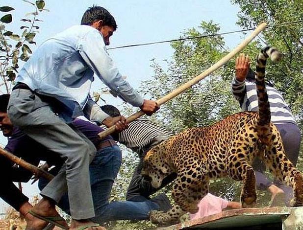 野生猎豹窜入村庄咬伤9人!被乱棍打死!