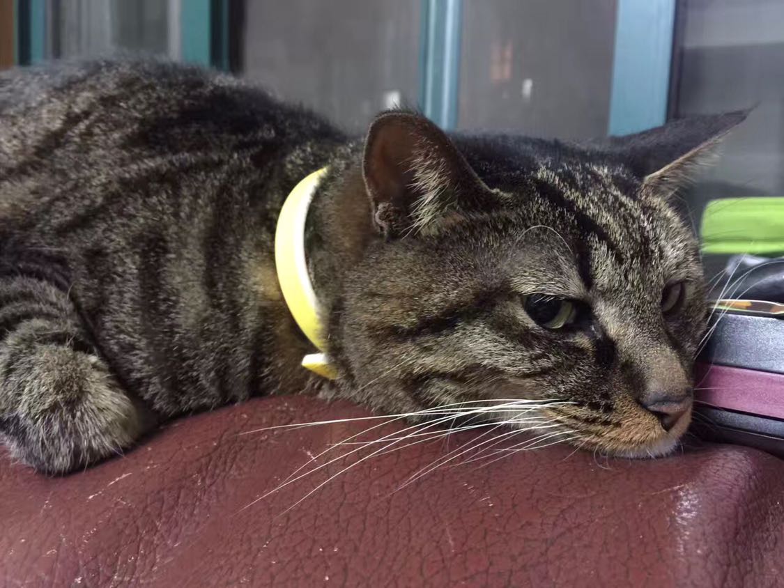 xx山,2017斗猫大赛,撒宁最来赛!