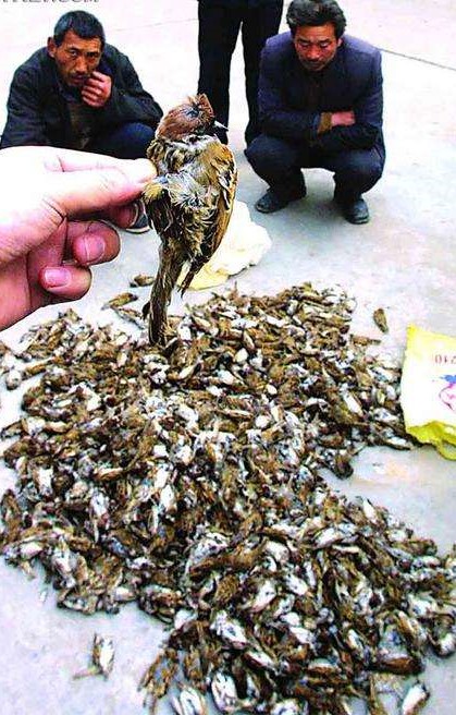 我国各类牲畜屠宰大全(此贴不****)_kds宽带山