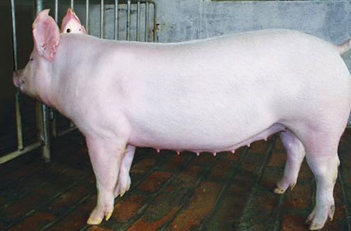 是湖北本地肉猪和国外大白猪杂交得出的混血品种