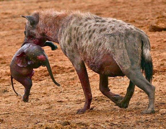 二哥掏了一头母象的肛,掏出了尚在娘胎中的幼崽