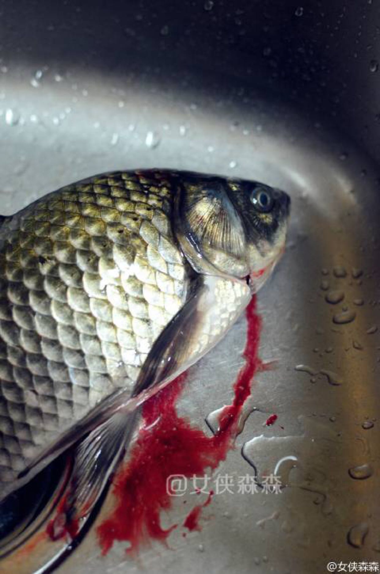 现在菜场里鱼贩子杀鱼都不放血的