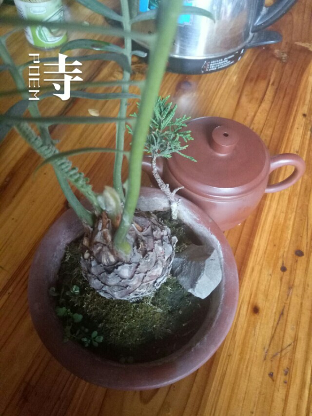 大家发点自家培养的盆景来:小铁树,值什么价