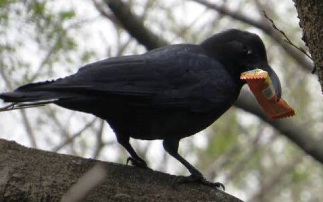 为啥上海这一带几乎看不到乌鸦?