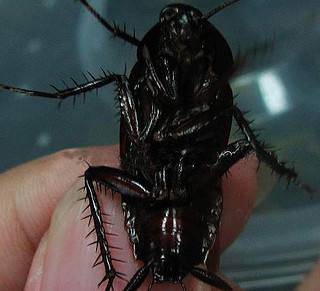 上海蟑螂大全(含上海各区蟑螂分布)