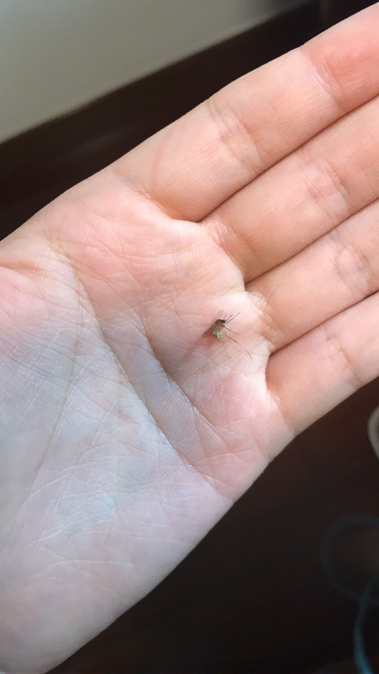 单手抓蚊子,徒手杀老鼠,我样样在行 相关业务欢迎pm咨询